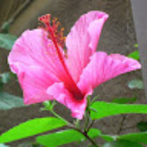 Meet your Posher, Rosanne